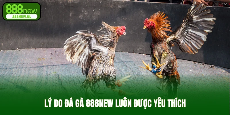 Lý do đá gà 888new luôn được yêu thích